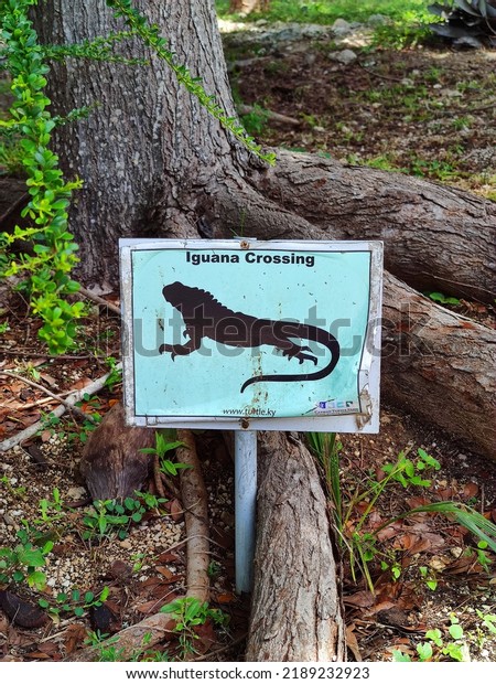 Grand Cayman, Cayman Islands - July 30,\
2022: Iguana Crossing sign in Cayman Turtle Centre (former Turtle\
Farm) in West Bay of Grand Cayman\
Island
