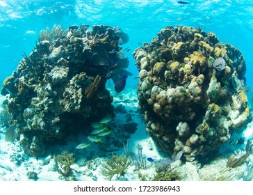 Grand Cayman's Rum Point Reef Snorkeling Location 