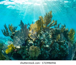 Grand Cayman's Rum Point Reef Snorkeling Location 