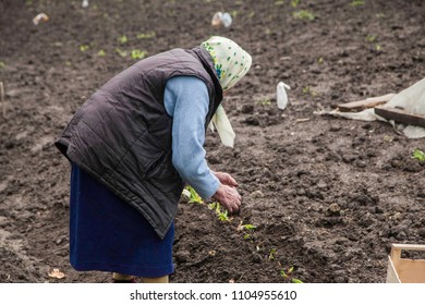 Grand Ma In 
Garden