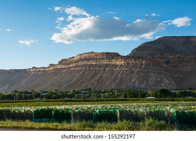 A Grand Mesa Vista With Vineyards In The Foreground