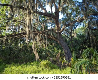 Grand Oak Tree With Hanging Moss