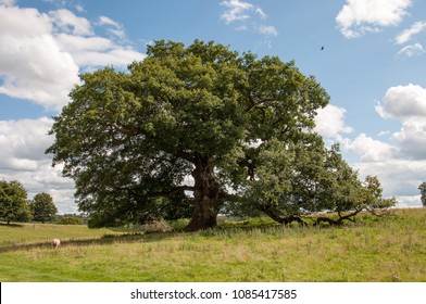 1,775 Old English Oak Tree Images, Stock Photos & Vectors 