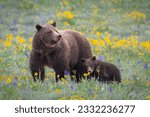 Grand Teton grizzly 399 with her 2023 cub.