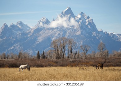 Grand Teton Mountains And Horses