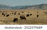 Grand Teton National Park bison buffalo grazing with picturesque mountain view, american west prairie landscape