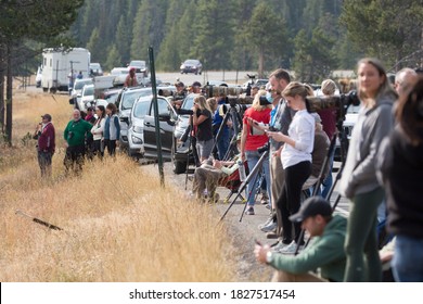 GRAND TETON NATIONAL PARK, WYOMING / USA - September 23, 2020: A Group Of Wildlife Photographers Wait Patiently For A Grizzly Bear To Arrive By The Road In Grand Teton National Park.