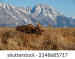 Grand Tetons bull moose in sage brush