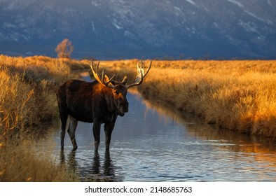 Grand Tetons bull moose in sage brush