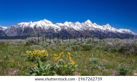 Grand Tetons snowcapped mountains near Jackson, Wyoming in background with little yellow springtime sunflowers in foreground.