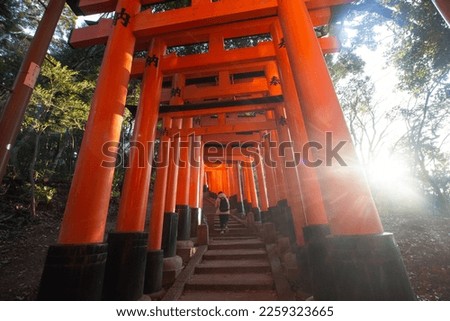 Grand torii gates in Fushimi Inari Taisha in sunrise. Translation of the Kanji to English: Dedication.
