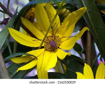 Grandaddy long legs on a yellow flower