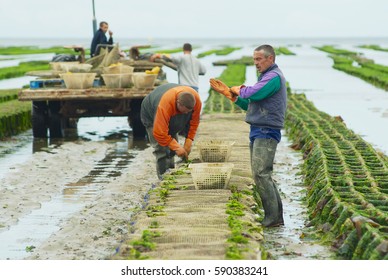 GRANDCAMP-MAISY, FRANCE - JULY 03, 2008: Unidentified farmers work at oyster farm at low tide in Grandcamp-Maisy, France.