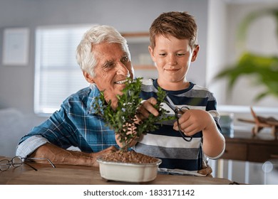 Grandchild learning gardening and plant care with the help of grandpa. Smiling boy helping senior man trimming bonsai at home. Grandson and grandfather pruning together baby plant at home. - Powered by Shutterstock