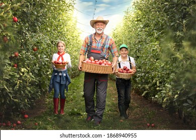 Grandchildren and grandfather harvest apples. A girl, boy and old man they carry a basket full of apples through the orchard  - Shutterstock ID 1868940955