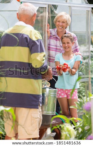 Similar – Image, Stock Photo Picking ripe tomatoes by hand in basket.