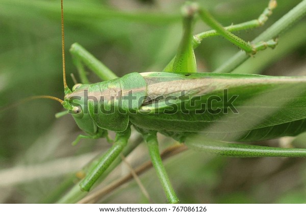 Grande Sauterelle Verte Tettigonia Viridissima Stock Photo Edit Now