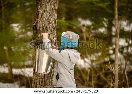 Grandfather collecting maple sap with grandkids the old fashion way.  