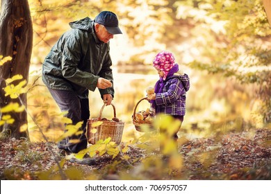 Grandfather and granddaughter gather mushrooms in the autumn forest.