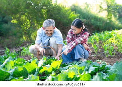 grandfather and granddaughter harvesting vegetables together in the organic garden, concept of family lifestyle,activity,family relationship - Powered by Shutterstock