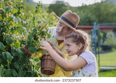 Grandfather with granddaughter granddaughter picking rasberries from the bush. Concept of importance of grandparents - grandchild relationship. Intergenerational gardening. - Powered by Shutterstock