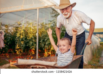 Grandfather and grandson check harvest of tomato in greenhouse.People,farming, gardening and agriculture concept. - Powered by Shutterstock