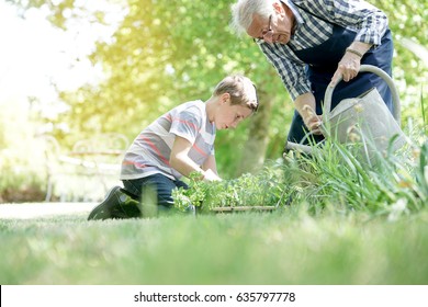 Grandfather With Grandson Gardening Together