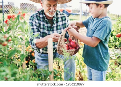 Grandfather and grandson picking ripe tomatoes in the vegetable garden - Powered by Shutterstock