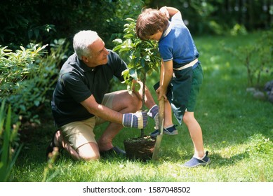 Grandfather And Grandson Planting A Tree