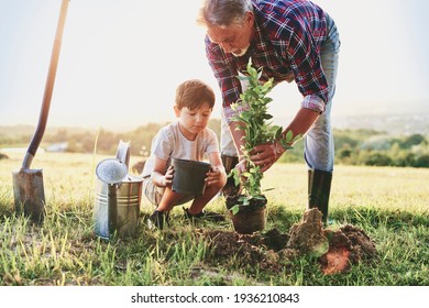 Grandfather and grandson planting a tree                               
