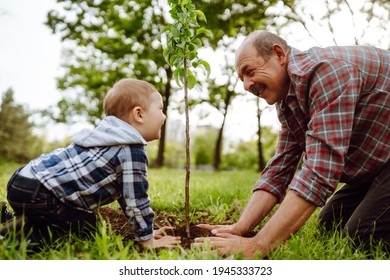 Grandfather and grandson planting tree in park on sunny day. Planting a family tree. Fun little gardener. Spring concept, nature and care. - Powered by Shutterstock