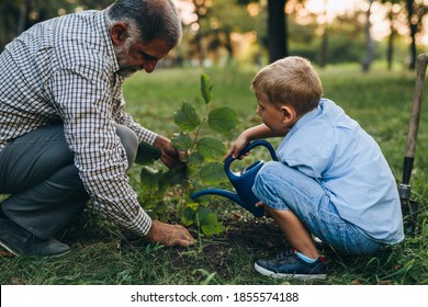 Grandfather And Grandson Planting Tree In Public Park