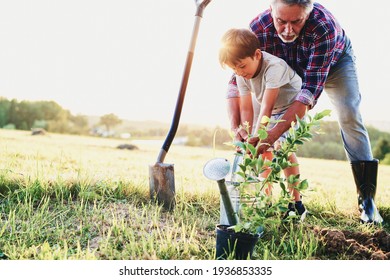 Grandfather And Grandson Planting A Tree Together