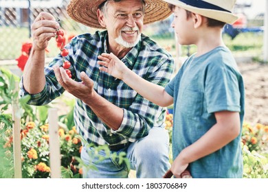 Grandfather and grandson spending time in a greengrocer                                - Powered by Shutterstock