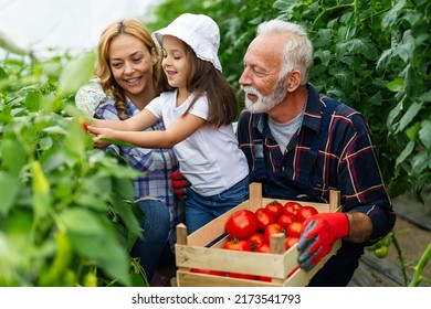 Grandfather Growing Organic Vegetables With Family At Bio Farm. People Healthy Food Concept