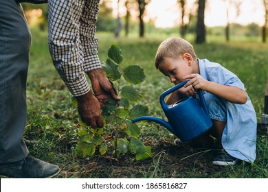 Grandfather And His Grandson Planting Tree