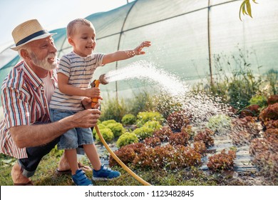 Grandfather with his grandson working in the garden,watering salads. - Powered by Shutterstock