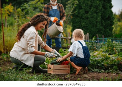 Grandfather waters the remainder of the garden while the young brunette mother digs up and harvests cucumbers and tomatoes in their organic garden - Powered by Shutterstock