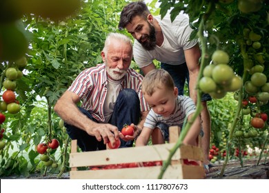 Grandfather,son and grandson working in greenhouse,picking tomatoes. - Powered by Shutterstock