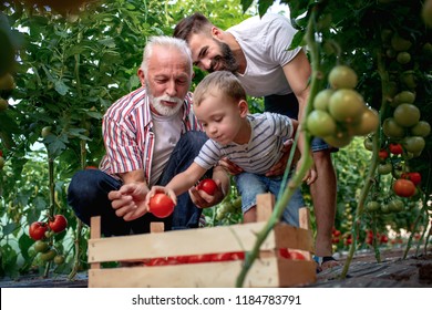 Grandfather,son and grandson working in greenhouse,picking tomatoes. - Powered by Shutterstock