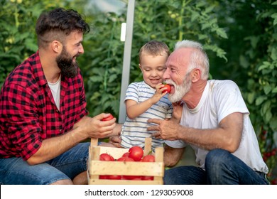 Grandfather,son and grandson working in greenhouse,picking tomatoes. The boy feeds his grandfather. - Powered by Shutterstock