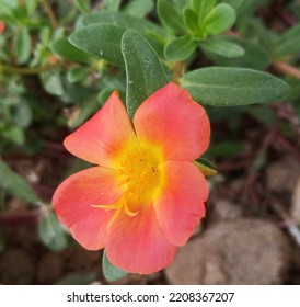 10,279 Portulaca Grandiflora Images, Stock Photos & Vectors | Shutterstock