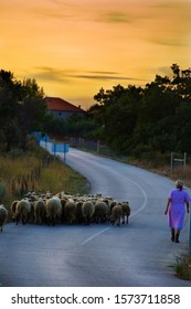 Grandma Sheep Herder In Sunset Zemunik Donji