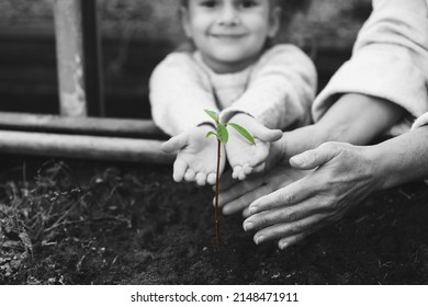 Grandmother And Little Girl With Young Green Plant In Garden