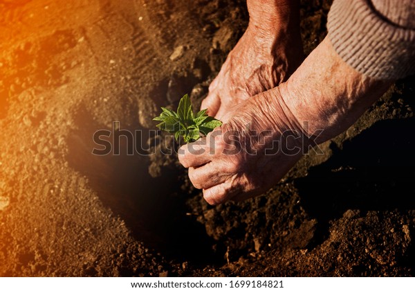 Grandmother Sits Young Tree Setting Example Stock Photo (Edit 1699184821