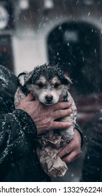 Grandpa Saves The Dog From The Cold In Winter