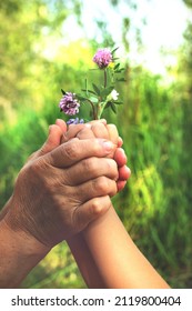 Grandparent And Grandchild Hands Holding Bouquet Of Wildflowers, Close Up, Love And Togetherness  Concept