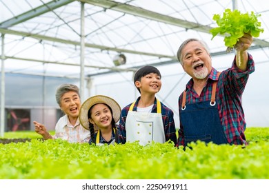 Grandparents teaching grandchildren kid learning to grow and care organic lettuce vegetable in hydroponics system greenhouse garden. Happy Asian family farmer working together in vegetable salad farm. - Powered by Shutterstock