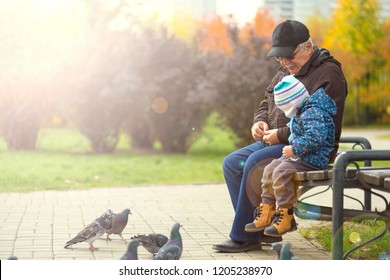 Grandson And The Grandfather Are Sitting On A Park Boy, Feeding Pigeons. Walk The Old Man And Baby.