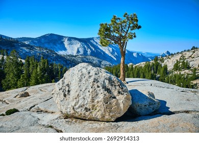 Granite Boulder Pine Tree and Half Dome View at Olmsted Point Yosemite